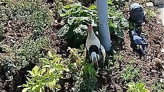 Nurse Vicki Is Sweating in the Garden