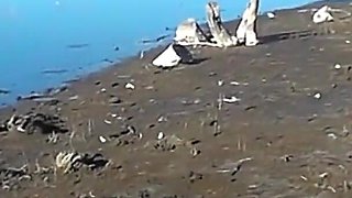 Amateur Latina Flashing Pussy and Ass River Bank