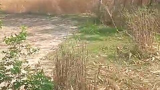 Village Local Bhabhi Outdoor Sex Video