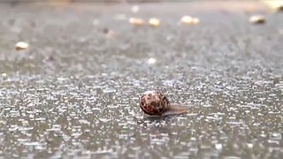 Snail Crush Black Flats