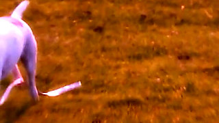 Wild Amateur Sex Compilation with Anal and Ass to Mouth