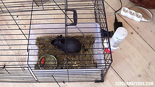 Czech amateurs 51 piquant anal