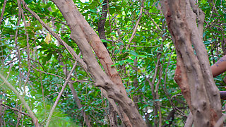 Had Hardcore Sex with Foreign Girl in the Hills