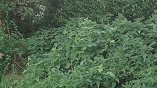 Nettles Fluck
