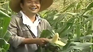 Japanese Love Story Farming Episode