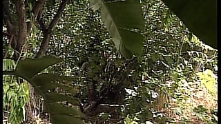 Tarzan Porn Legend Wild Jungle Fuck