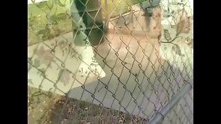 Nights Of Passion For Two Couples In Search Of Orgasm - Herschel Savage