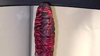 Pinay MILF Rides Monster Dildo to Creamy Orgasm - Lexxi Wett