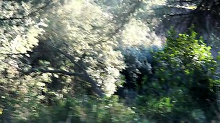 Romantic sex on the forest