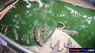 Crocodiles feeding and Thai ass spanking