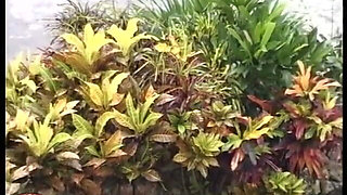 Tabu Film Classic: Caribbean Teens