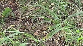 I Fuck M Step Brother in the Bush