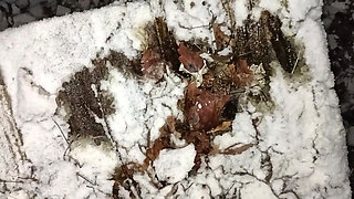 Touching Snow with Cock, Pee and Cum in Snow