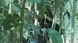 Anal Orgy in the Woods