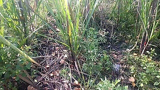 Indian Desi Porn Scene in Sugarcane Garden