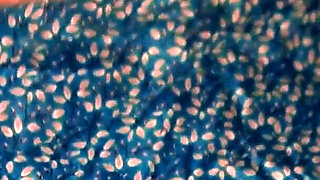 Indian Desi Hot Aunty Fucked by Neighbor Guy When She Was Cooking in Kitchen in Morning While Uncle Not at Home