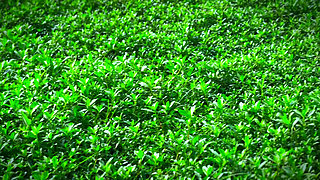 Arab Big Ass BBW Hot College Girl Fucked by Classmate!