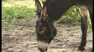 Rosalia the Hot Sicilian