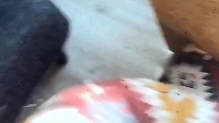 Emo Teen Becka Solo Webcam Masturbation Porn