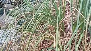 ANAL on the river while hiking