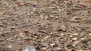 My Neighbor Is Caught Masturbating in Public