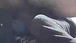 Mature Loves to Be Ridden